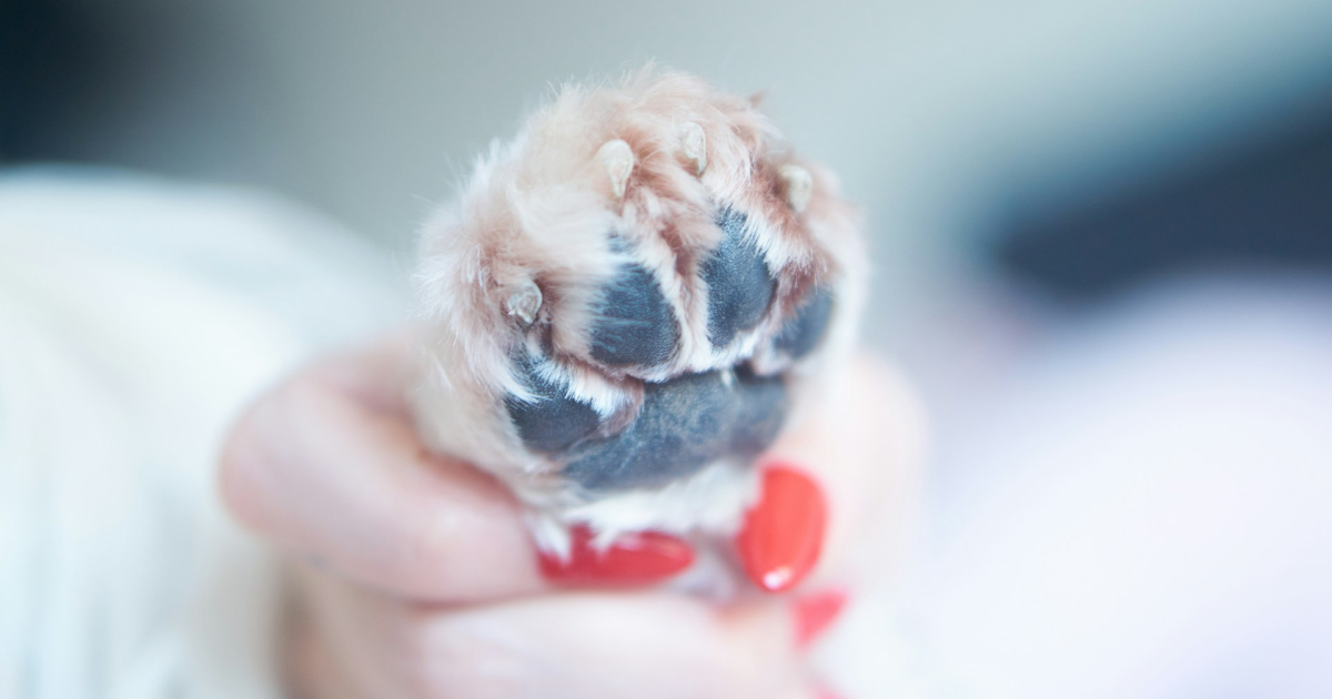 Koiran kynsien leikkausväli kannattaa pitää sopivana