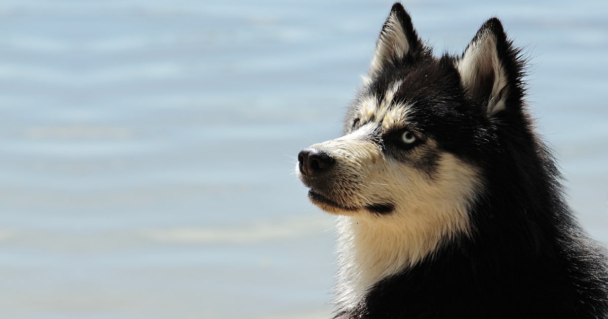 Kuinka usein koira pitäisi pestä. Koiran pesu menossa