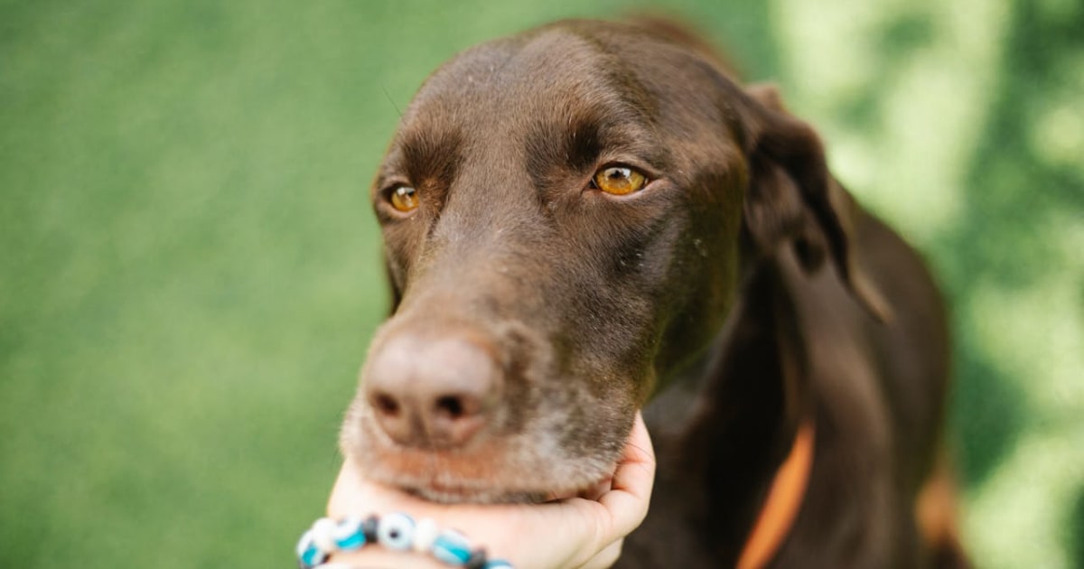 Ruskea labradorinnoutaja rentoutuneena ulkona