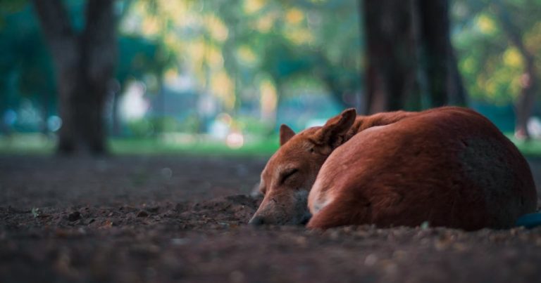 Koira makaa puiden varjossa