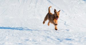 Koiran niveltulehdus rajoittaa liikkumista