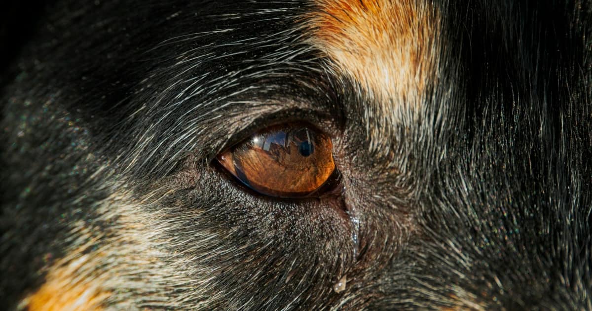 Koiran silmätulehdus on vakava asia