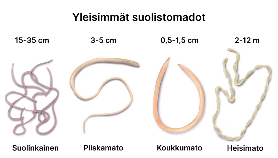 Eri koiran matoja ja niiden tietoja