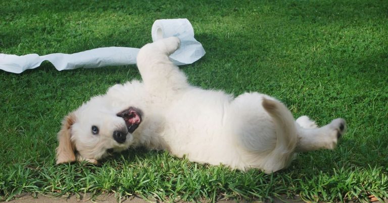 Paras lääke koiran ripuliin